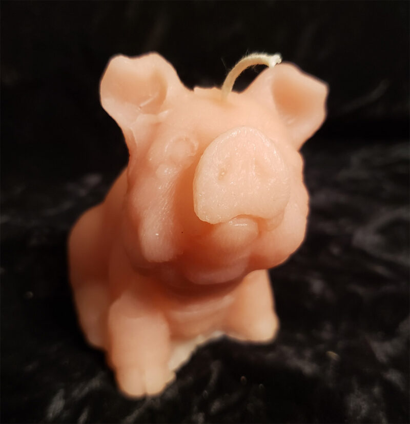 Pig