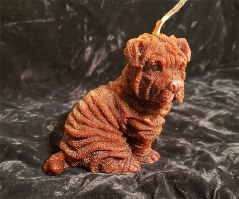 A sharpei dog representing our animals collection.